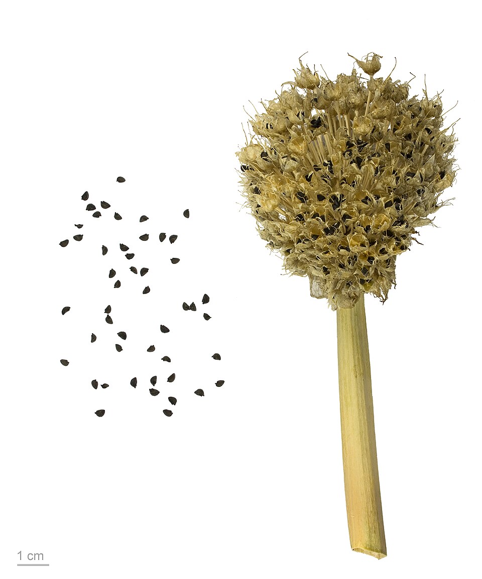 Plod — Cibule sečka