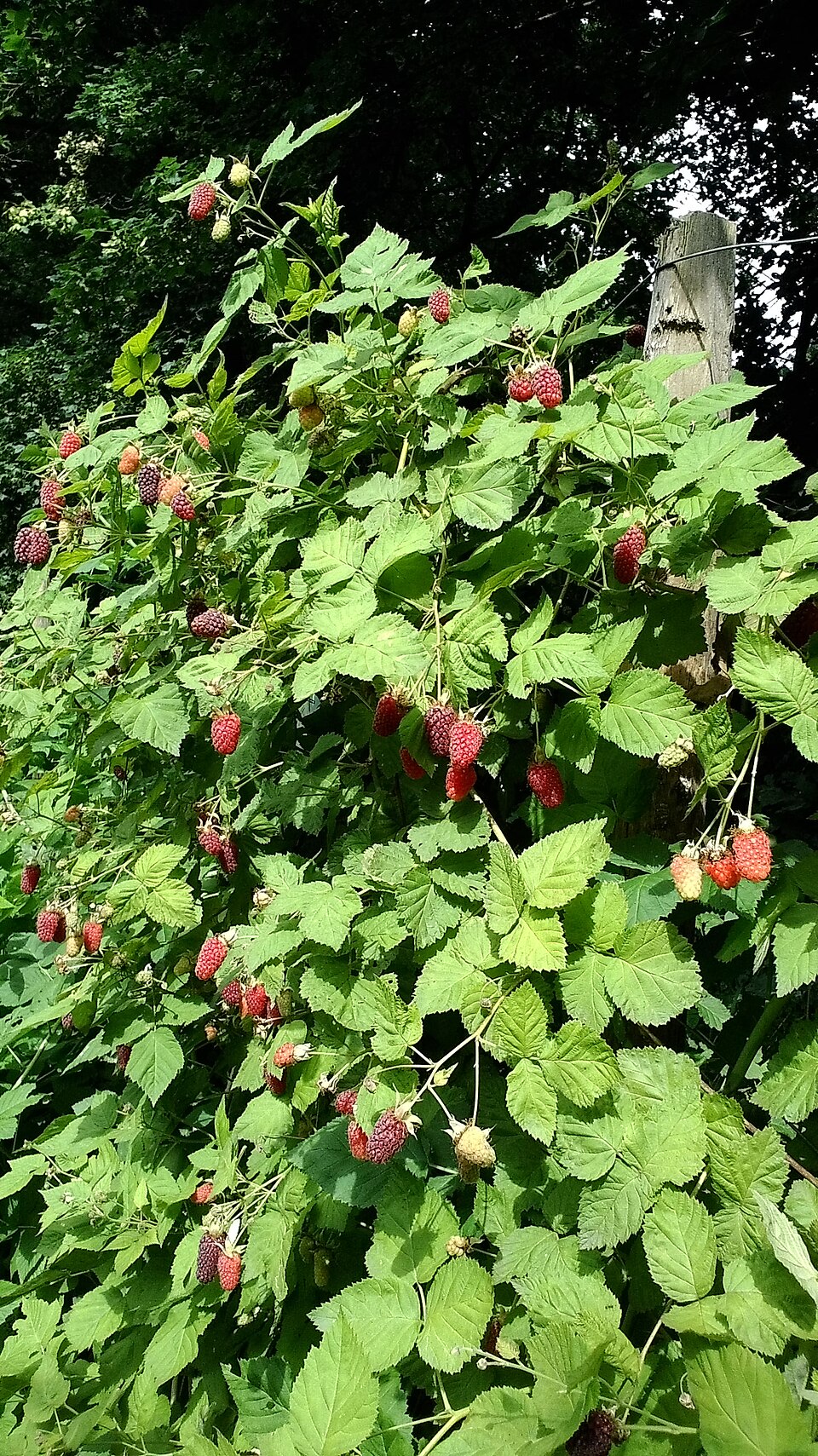 Plod — Ostružiník Loganova (Loganberry)