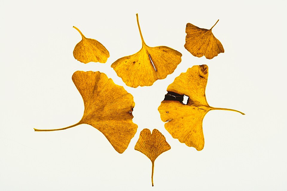 Plod — Jinan dvoulaločný
