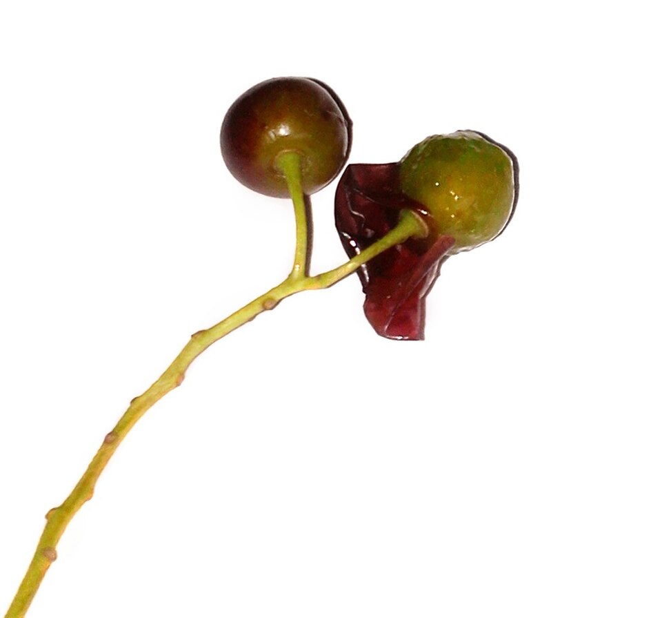 Plod — Střemcha obecná