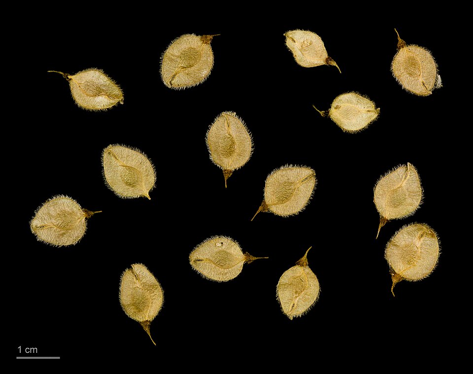 Plod — Jilm vaz