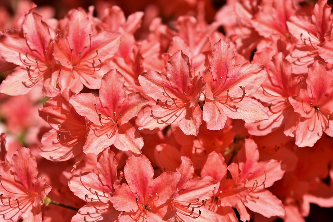Plod — Pěnišník (rododendron)
