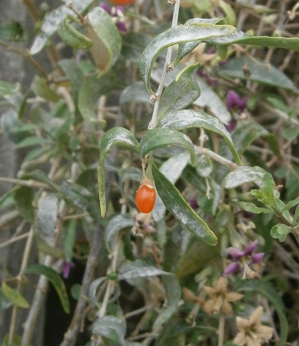 Plod — Kustovnice cizí (goji)