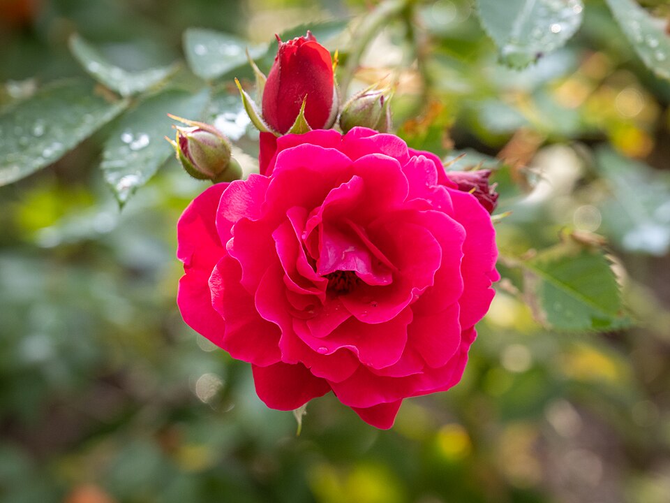 Plod — Růže mnohokvětá (floribunda)