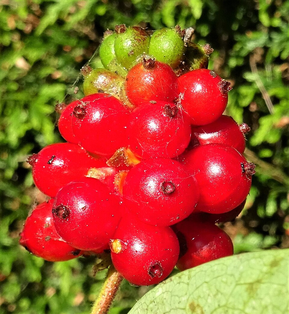 Plod — Zimolez Purpusův
