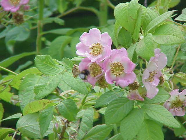 Plod — Růže druhová (botanická)