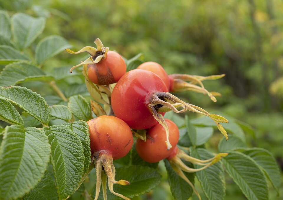 Plod — Růže Rugosa (svraskalá)