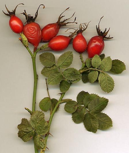 Plod — Růže Alba