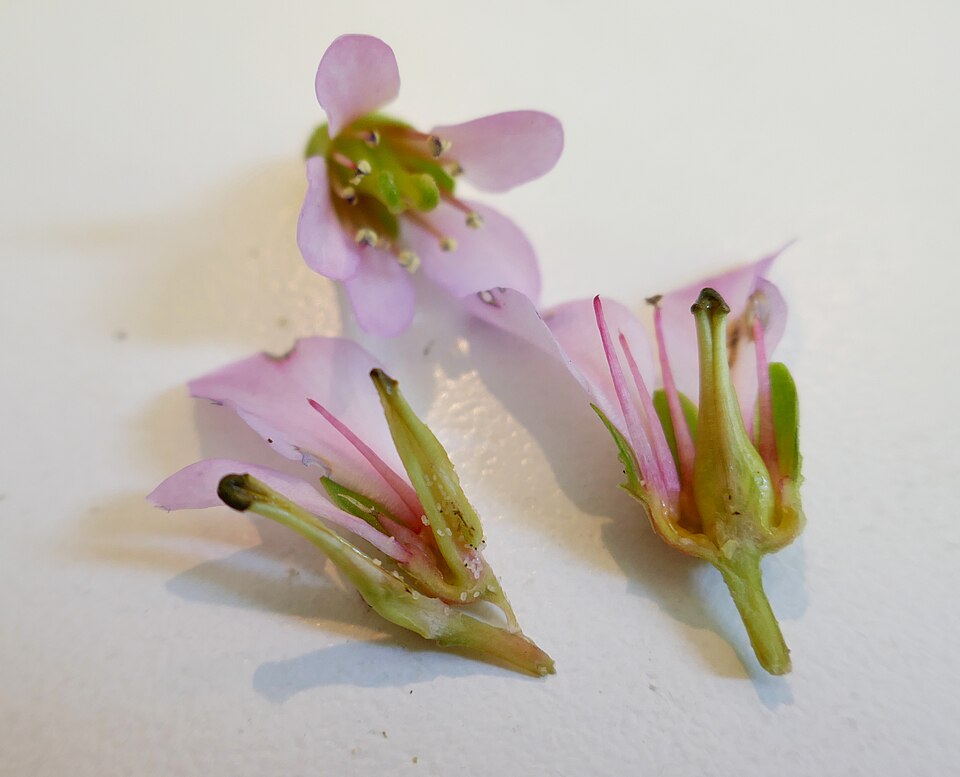 Plod — Bergénie tlustolistá