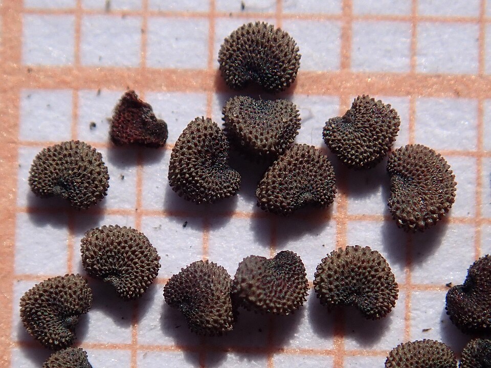 Plod — Kohoutek chalcedonský