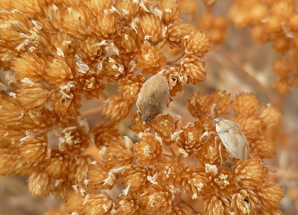 Plod — Řebříček karmínový