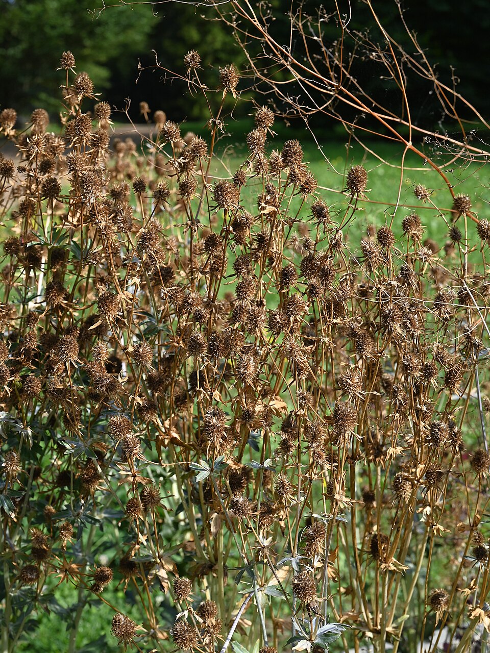 Plod — Bodláček ozdobný (eryngium)