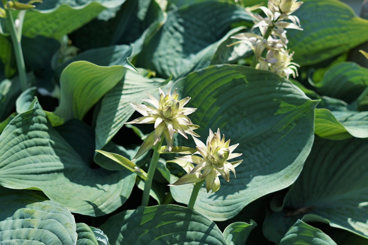 Plod — Hosta modrolistá