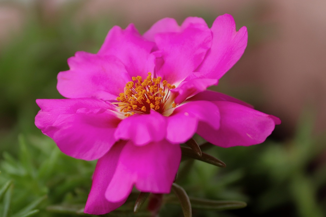 Plod — Portulaka velkokvětá
