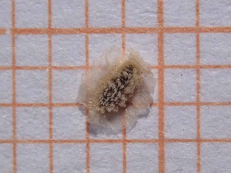 Plod — Nemesie Strumova