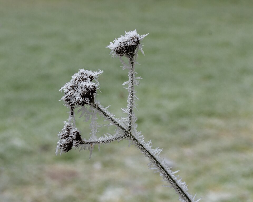 Plod — Verbena patagonská