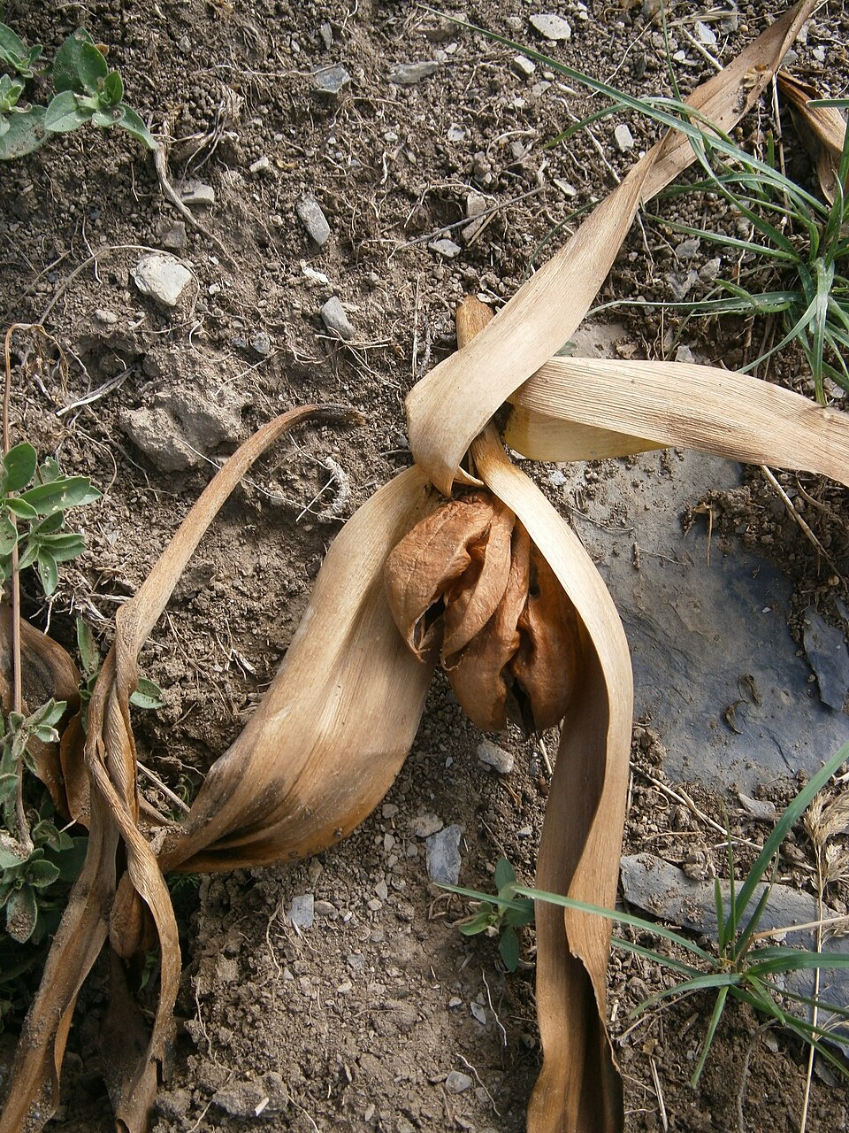 Plod — Ocún jesenní