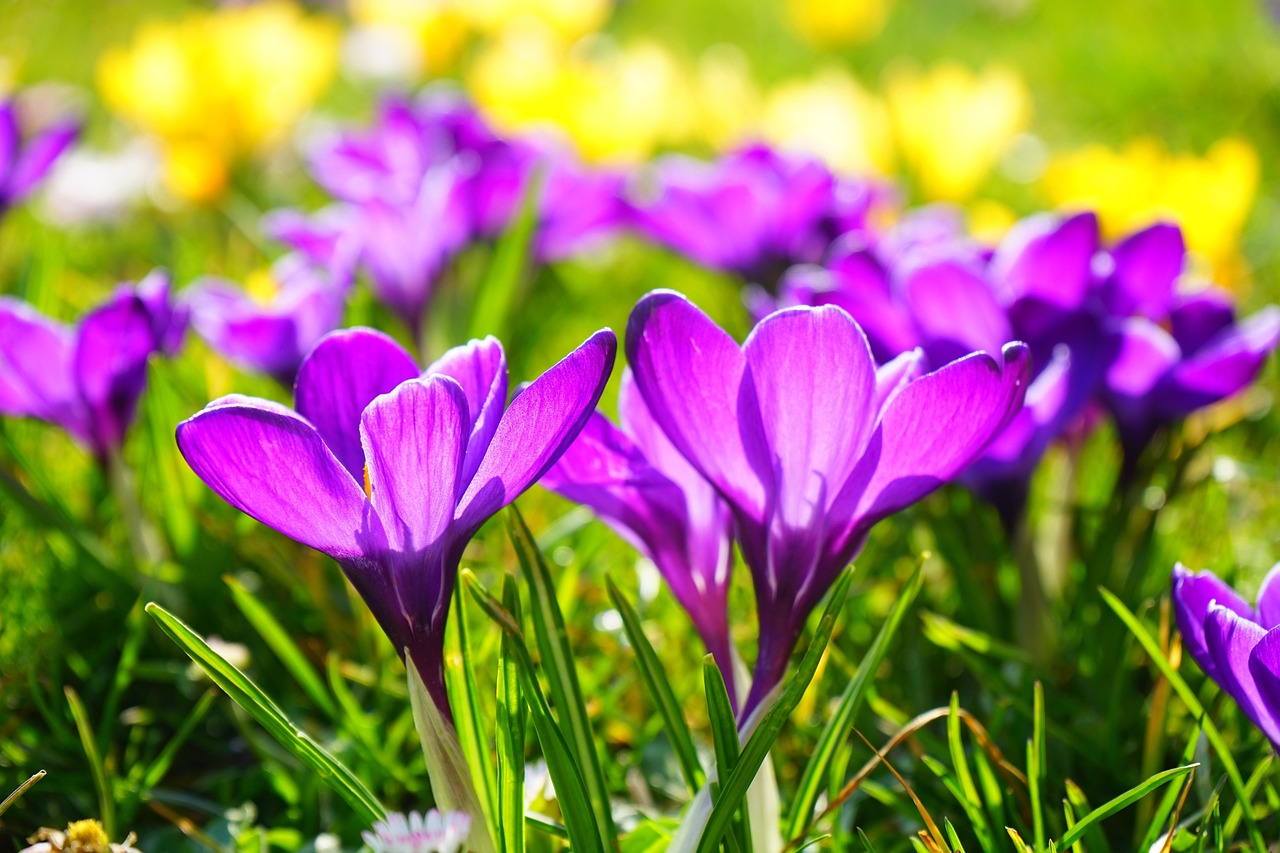 Plod — Krokus podzimní (šafránový)