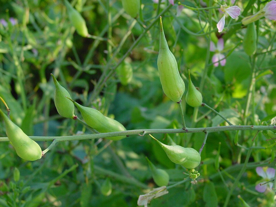 Plod — Ředkev daikon
