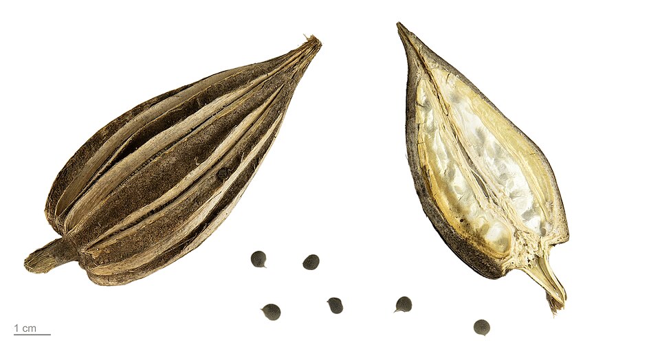 Plod — Okra (ibišek jedlý)