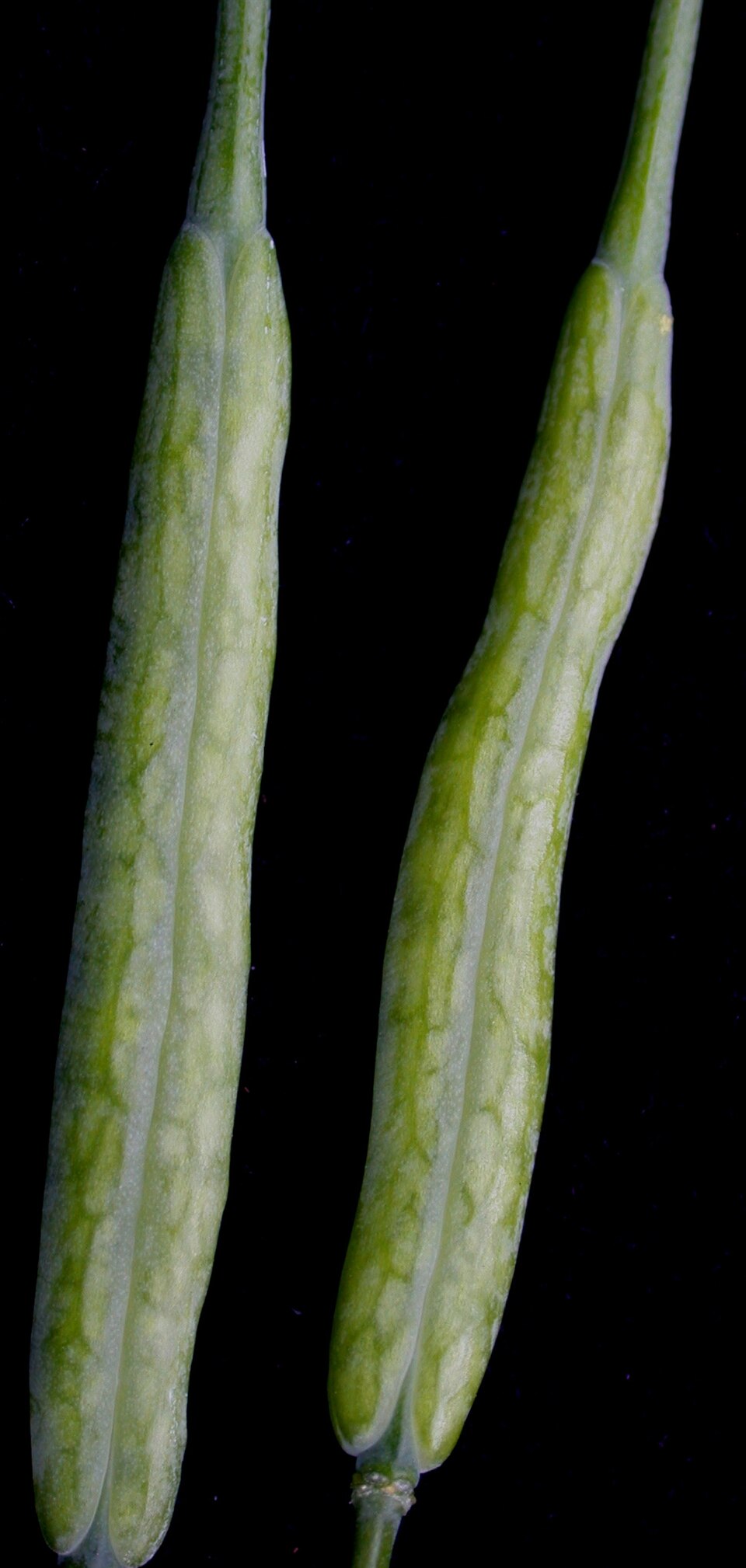 Plod — Pak-čoj