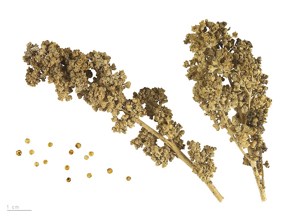 Plod — Merlík chilský (quinoa)