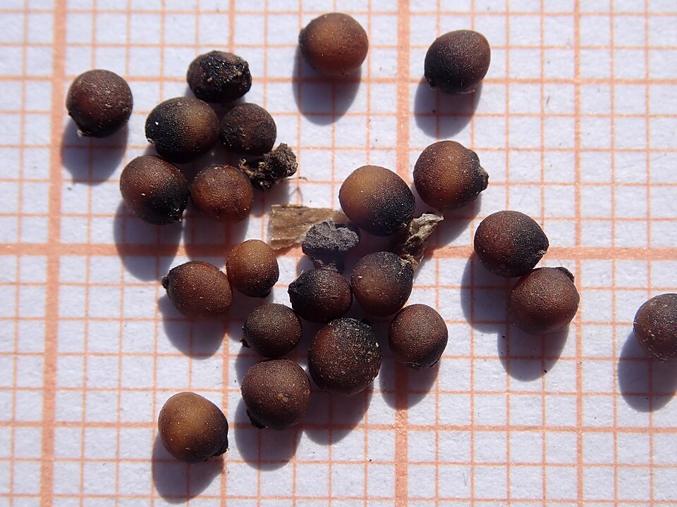 Plod — Brokolice Romanesco