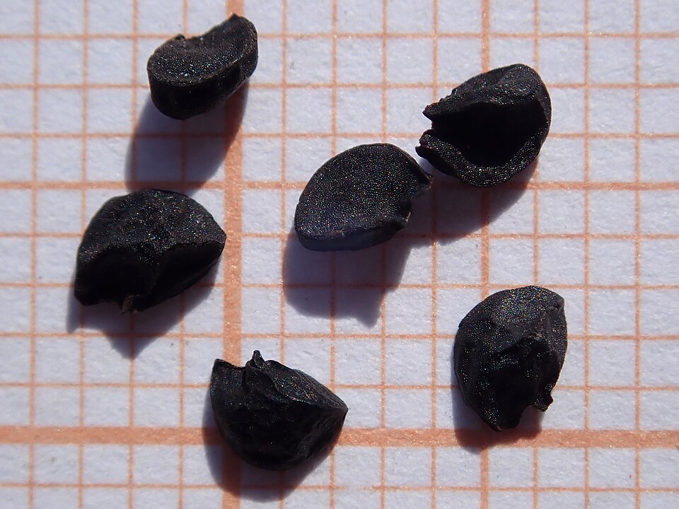 Plod — Cibule perlová