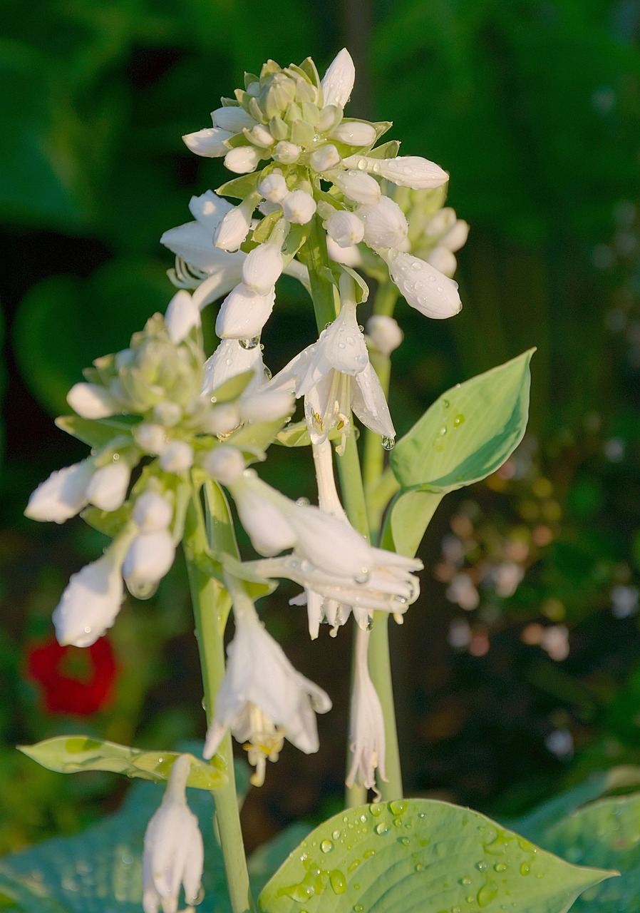 Plod — Hosta (funkie)