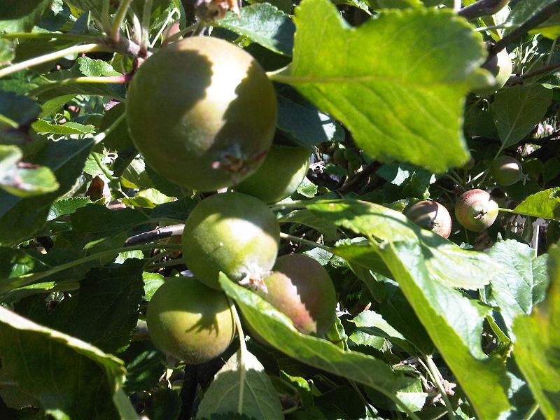 Plod — Jabloň Braeburn