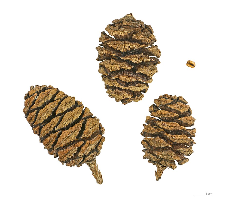 Plod — Sekvojovec obrovský