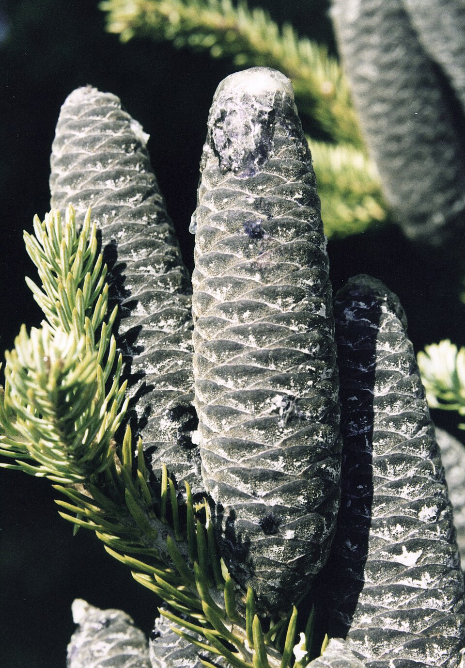 Plod — Jedle balzámová