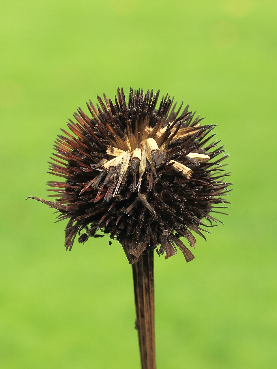 Plod — Třapatka nachová (echinacea)