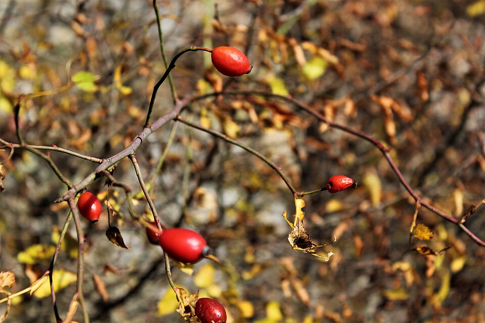 Plod — Růže stolistá (Centifolia)