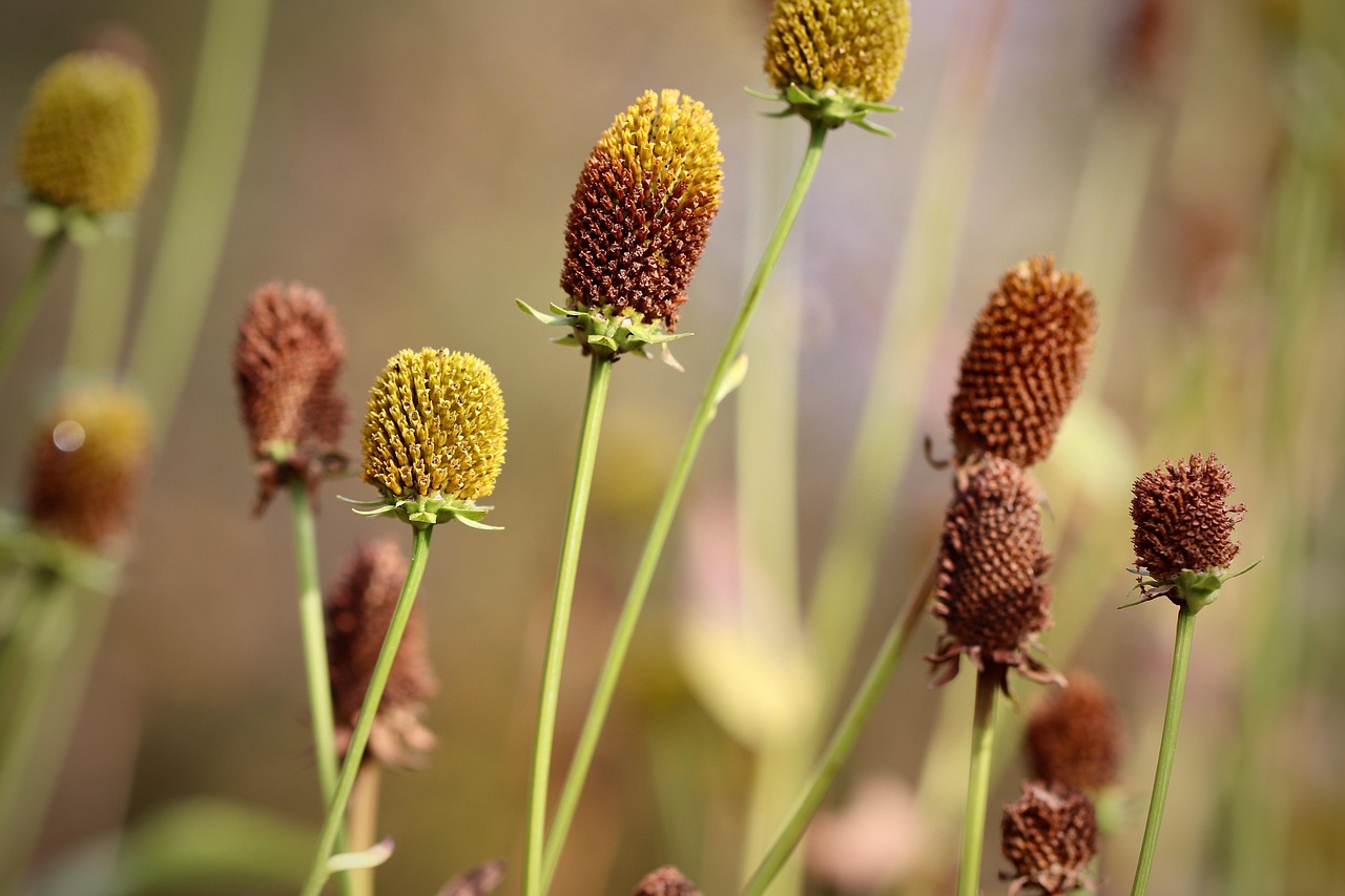 Plod — Rudbekie (třapatkovka)
