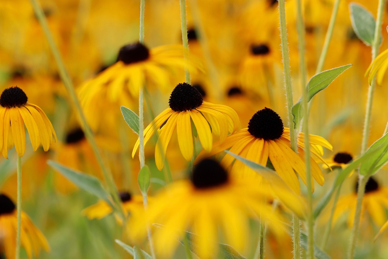 Plod — Rudbekie zářivá