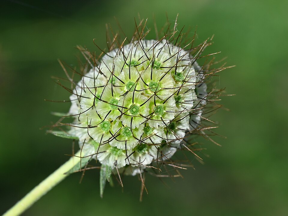 Plod — Hlaváč bledožlutý