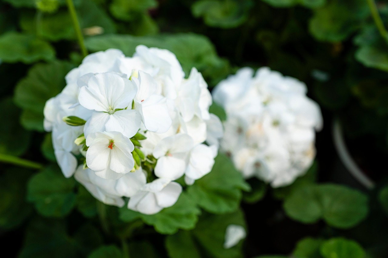 Plod — Muškát (pelargonie)