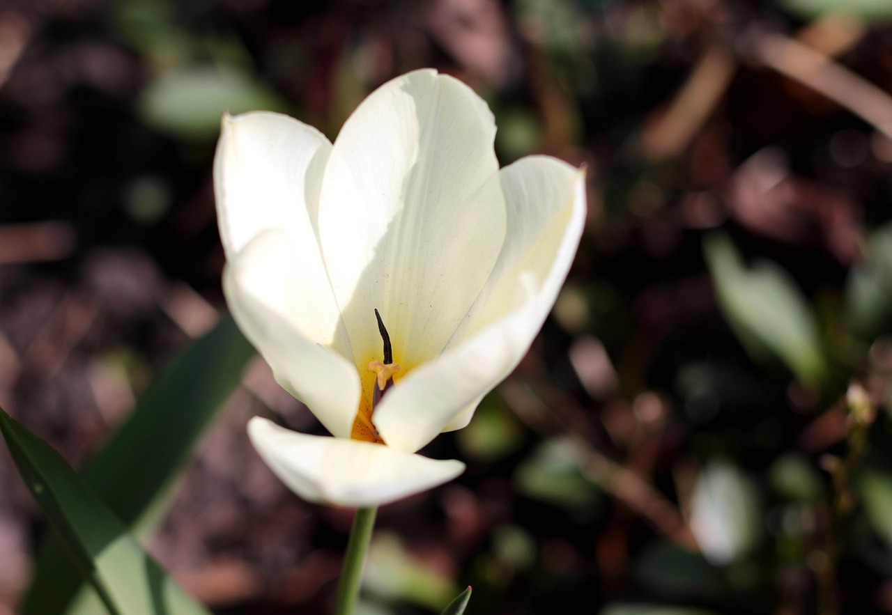 Plod — Tulipán Fosterův
