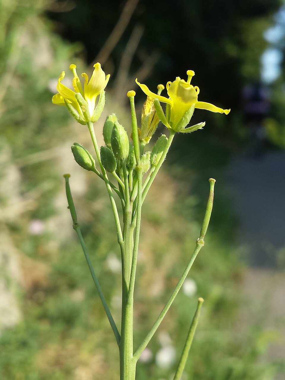 Plod — Rukola divoká