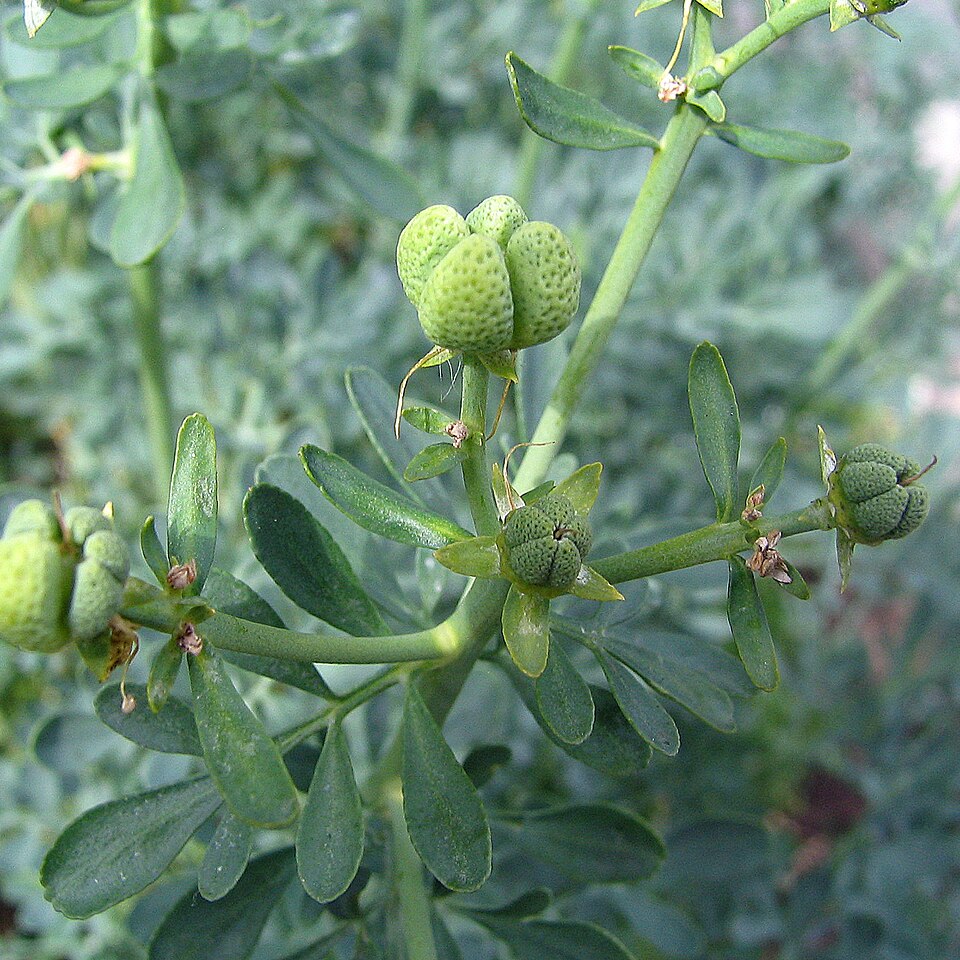 Plod — Routa vonná zlatá