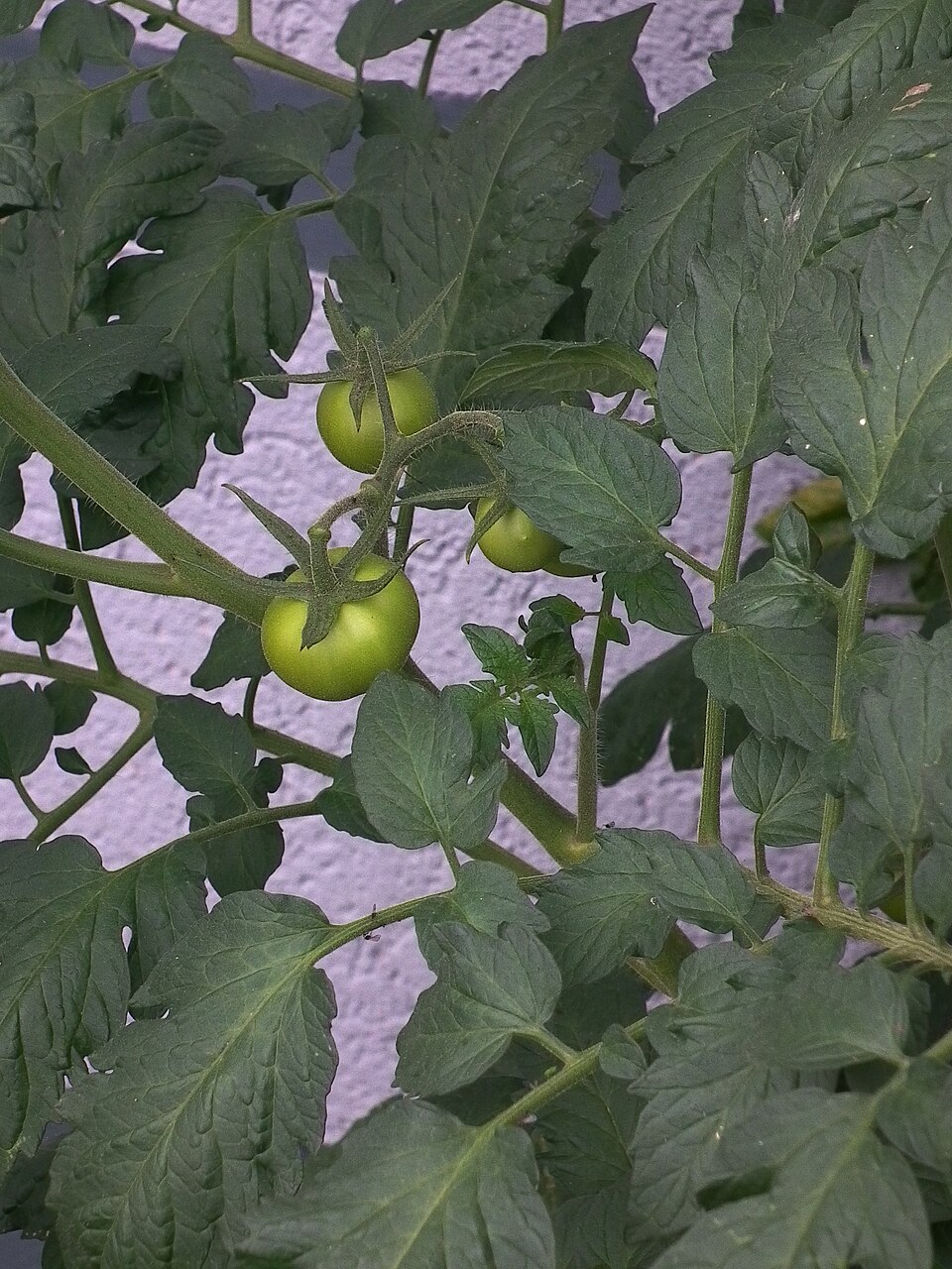 Plod — Rajče Black Krim