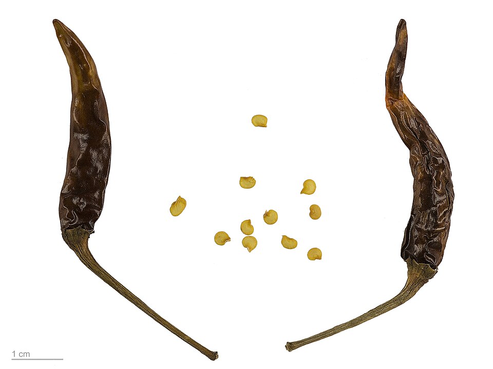 Plod — Paprika feferonka