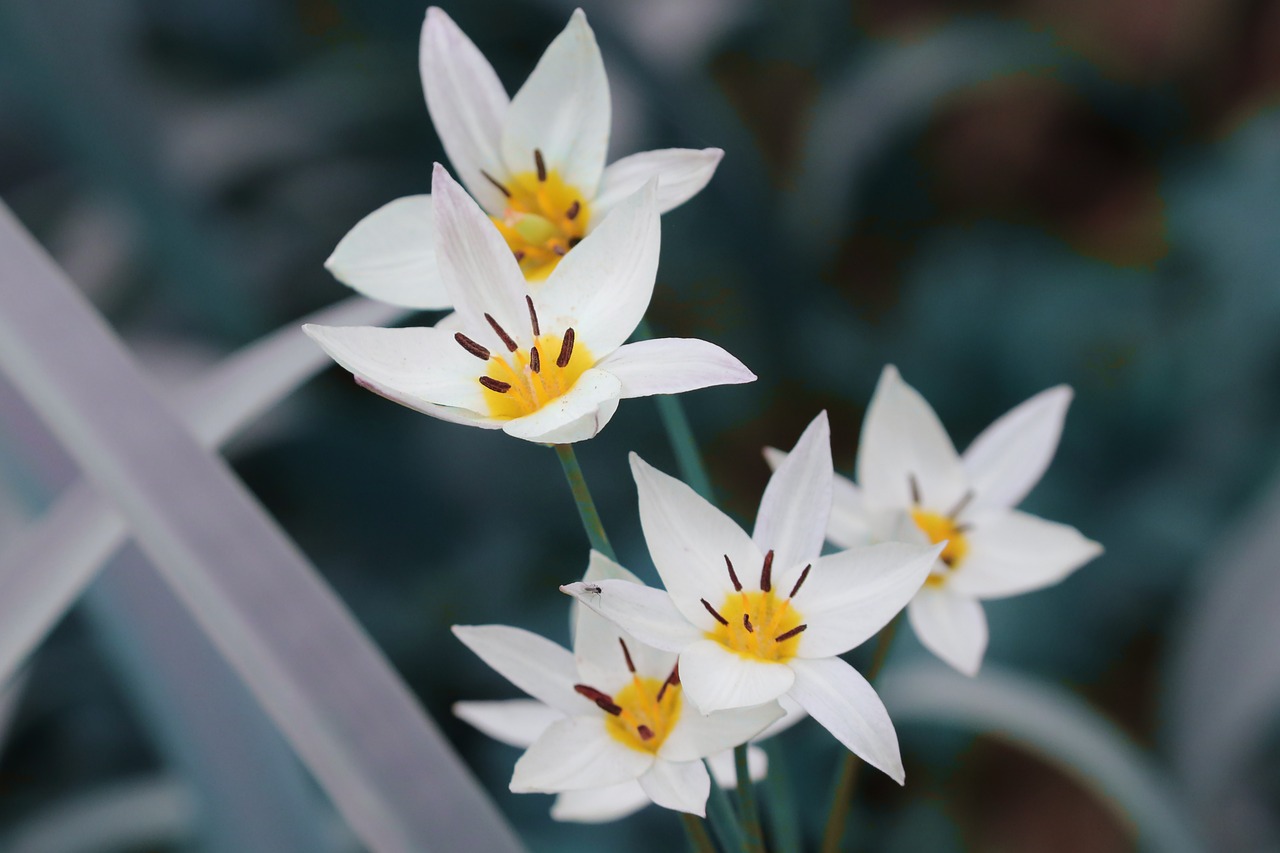 Plod — Tulipán zahradní