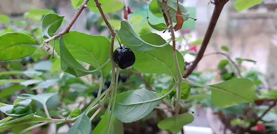 Plod — Fuchsie previsící