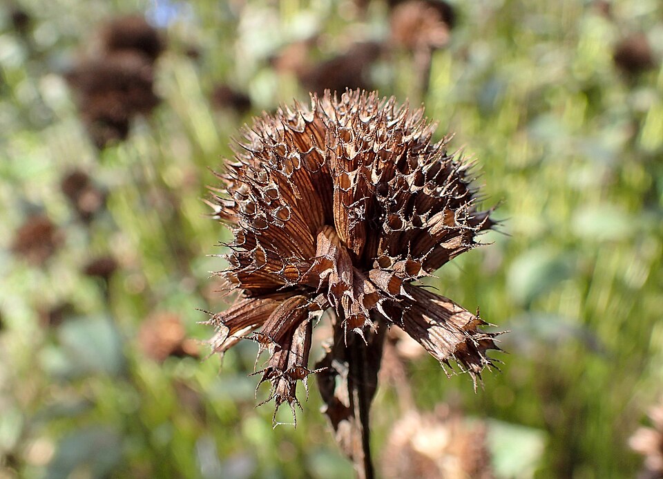 Plod — Marulka dvoutyčinkatá (bergamot)