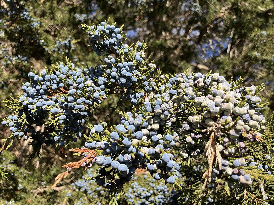Plod — Jalovec čínský Blue Alps