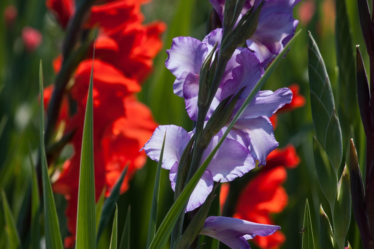 Plod — Gladiol (mečík)