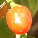 Plod — Paprika roční