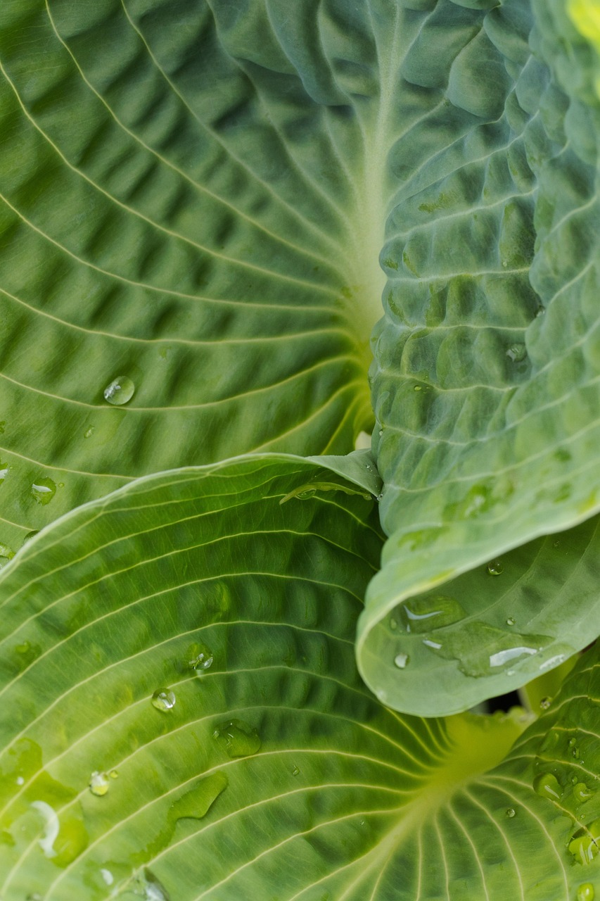 Plod — Hosta Frances Williams